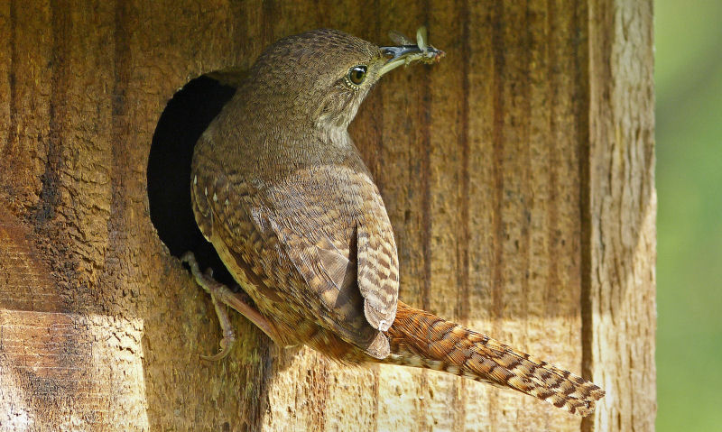 Wren perched on rounded hole of bird box with insect in beak