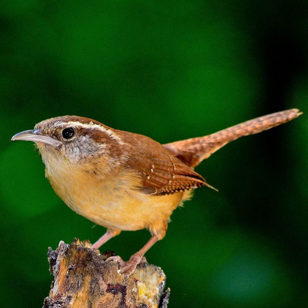 Wren perched on branch