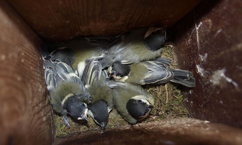 Young Great Tit inside bird box